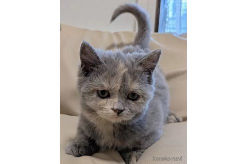 販売中の東京都のブリティッシュショートヘア-107079の2枚目