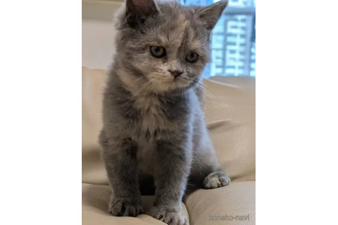 販売中の東京都のブリティッシュショートヘア-107079の3枚目