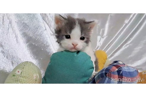 販売中の宮城県のミックス-107083の5枚目
