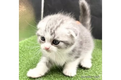 成約済の兵庫県のスコティッシュフォールド(折れ耳)-107094の2枚目