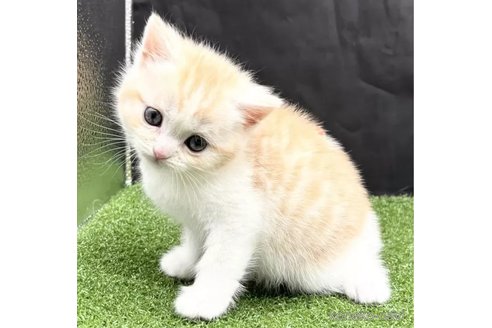 成約済の兵庫県のスコティッシュフォールド-107095の5枚目