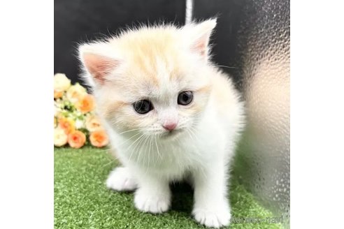 成約済の兵庫県のスコティッシュフォールド-107095の4枚目
