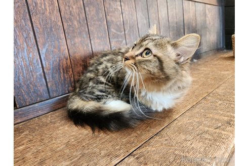 販売中の大阪府のミヌエット(短足)-107097の5枚目
