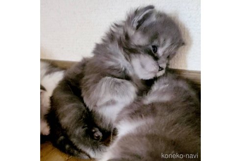 藤井利勝ブリーダーのメインクーンの子猫