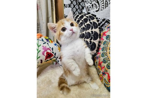 成約済の大阪府のマンチカン(短足)-107102の3枚目