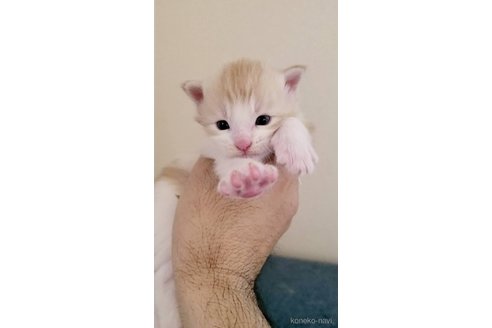 成約済の岡山県のメインクーン-107104の1枚目