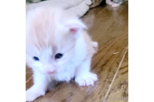 成約済の岡山県のメインクーン-107104の2枚目