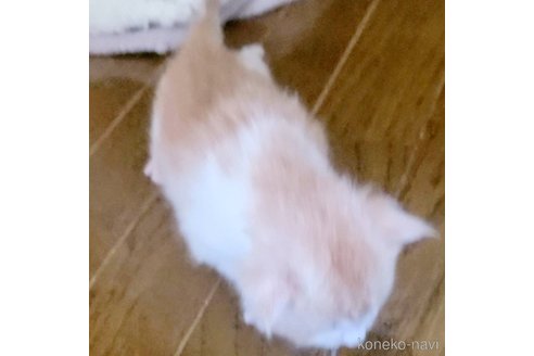 成約済の岡山県のメインクーン-107104の4枚目