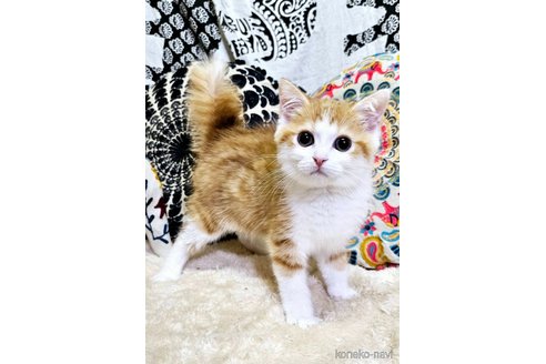商談中の大阪府のマンチカン-107105の1枚目