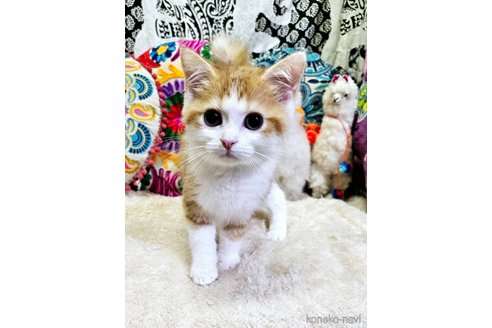 商談中の大阪府のマンチカン-107105の4枚目