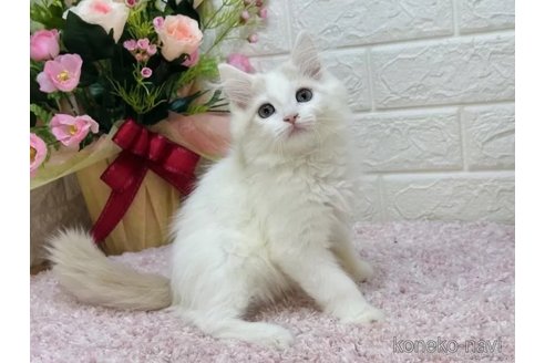 成約済の東京都のラガマフィン-107115の3枚目