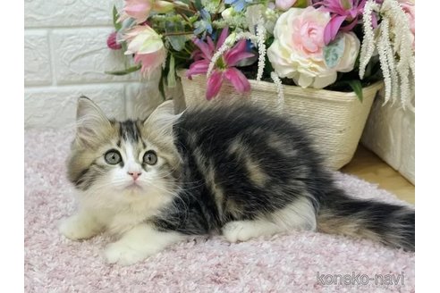 販売中の東京都のラガマフィン-107116の14枚目