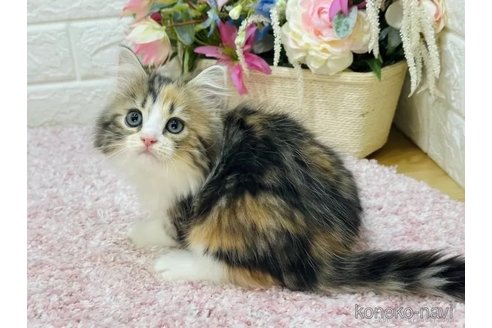 販売中の東京都のラガマフィン-107117の12枚目