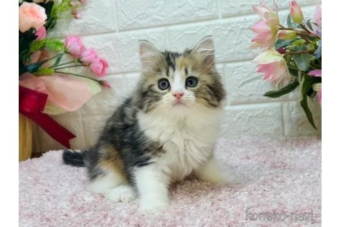 販売中の東京都のラガマフィン-107117の9枚目