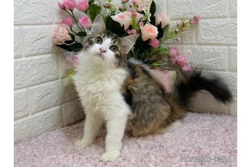 成約済の東京都のラガマフィン-107119の1枚目