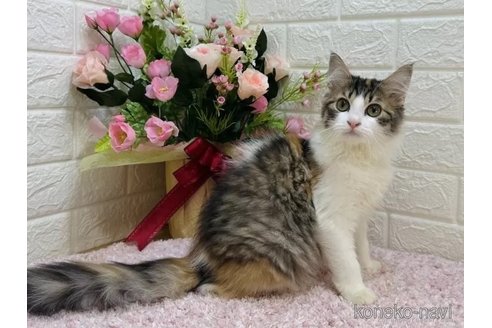 成約済の東京都のラガマフィン-107119の5枚目