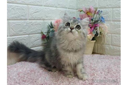 販売中の東京都のラガマフィン-107124の9枚目