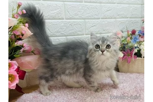 販売中の東京都のラガマフィン-107124の11枚目