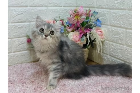 販売中の東京都のラガマフィン-107124の13枚目