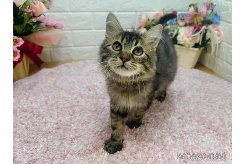 成約済の東京都のラガマフィン-107125の4枚目
