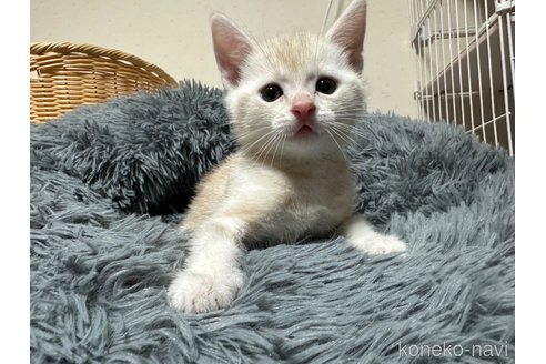成約済の静岡県のアメリカンショートヘア-107133の4枚目