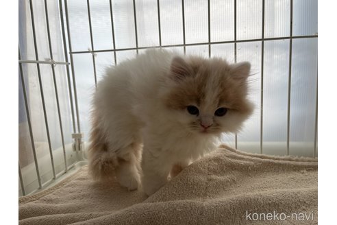 販売中の広島県のミヌエット(短足)-107135の4枚目