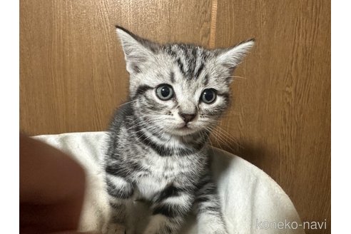 成約済の静岡県のアメリカンショートヘア-107154の2枚目