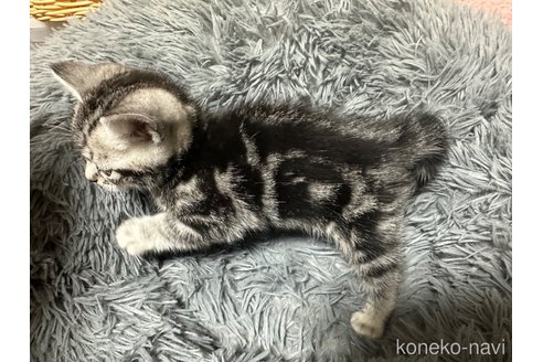 成約済の静岡県のアメリカンショートヘア-107154の6枚目