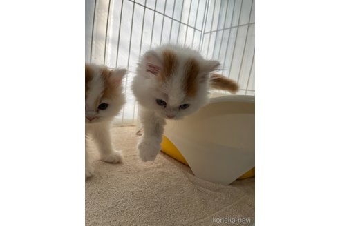 販売中の広島県のミヌエット(短足)-107137の7枚目