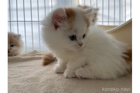 販売中の広島県のミヌエット(短足)-107137の2枚目
