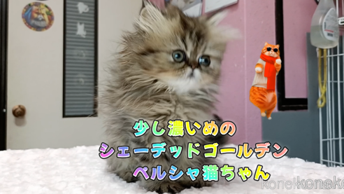 成約済の奈良県のペルシャ(チンチラ)-107143の2枚目