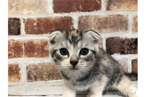 成約済の千葉県のスコティッシュフォールド(折れ耳)-106499の2枚目
