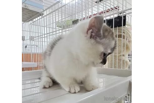 成約済の千葉県のミヌエット(短足)-107146の2枚目