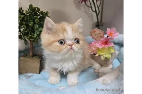 成約済の千葉県のエキゾチックショートヘア-107147の5枚目