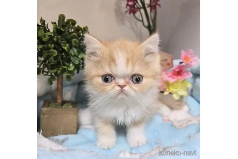 成約済の千葉県のエキゾチックショートヘア-107147の1枚目