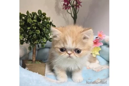 成約済の千葉県のエキゾチックショートヘア-107147の4枚目