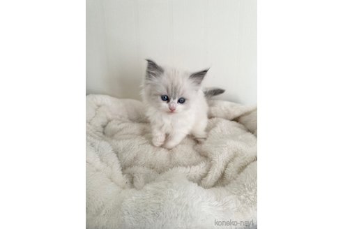成約済の群馬県のラグドール-107150の3枚目