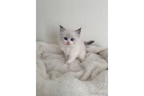 成約済の群馬県のラグドール-107150の1枚目