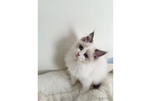 成約済の群馬県のラグドール-107151の1枚目