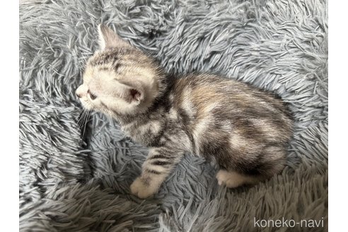 販売中の静岡県のアメリカンショートヘア-107157の7枚目
