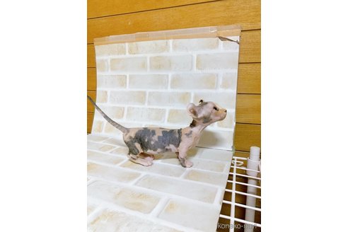 成約済の東京都のドウェルフ-107165の3枚目