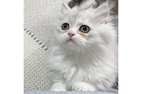 成約済の愛知県のミヌエット(短足)-101925の12枚目
