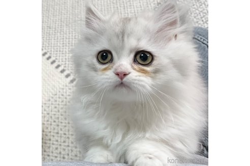 成約済の愛知県のミヌエット(短足)-101925の10枚目