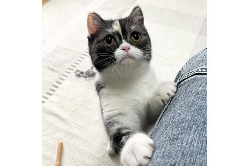 成約済の愛知県のミヌエット-93351の1枚目