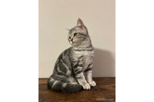 成約済の三重県のスコティッシュフォールド-102087の4枚目