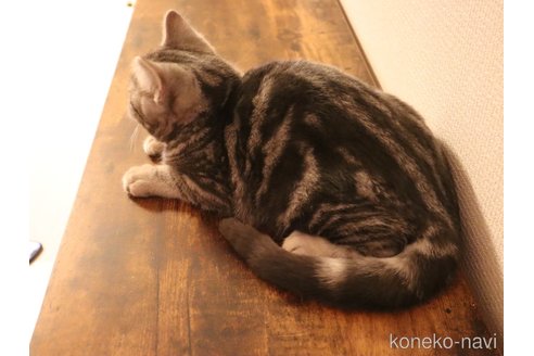 成約済の三重県のスコティッシュフォールド-102088の2枚目