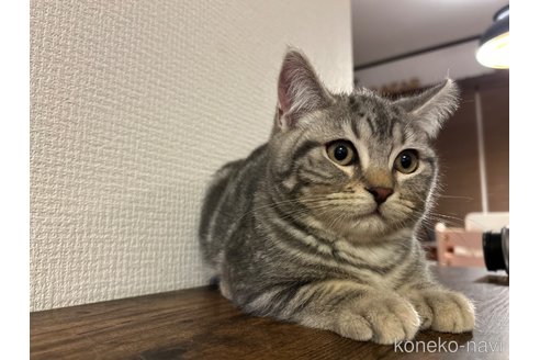 成約済の三重県のスコティッシュフォールド-102088の3枚目