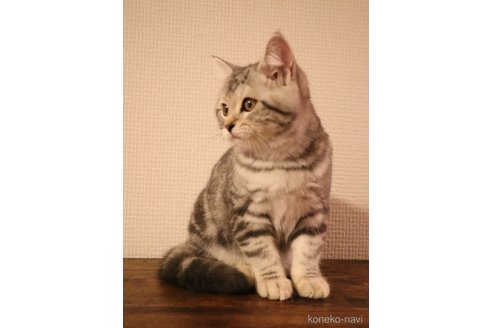 成約済の三重県のスコティッシュフォールド-102088の4枚目