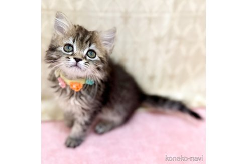成約済の神奈川県のスコティッシュフォールド-106384の3枚目