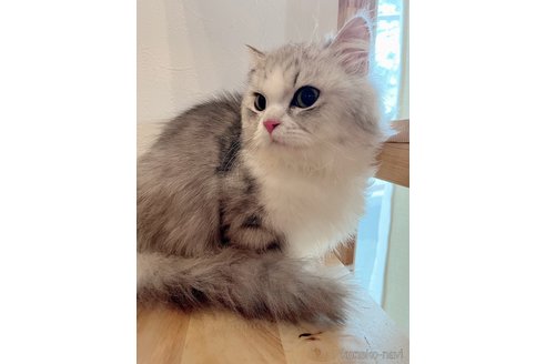 シエルくん1枚目